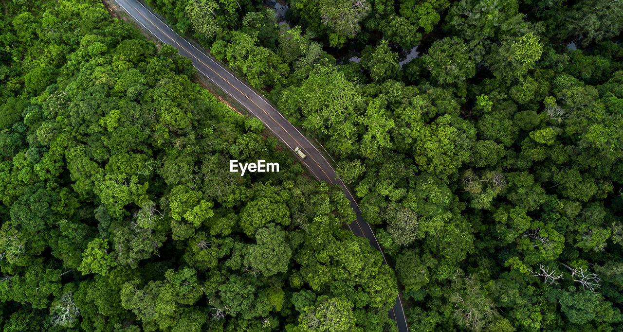 High angle view of vegetables in forest