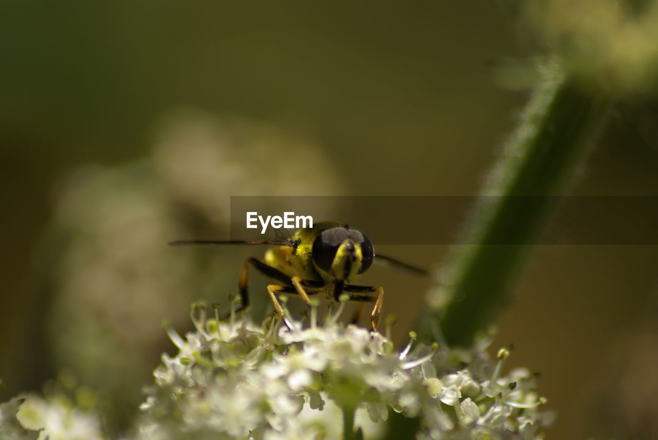 Close-up of insect on flower