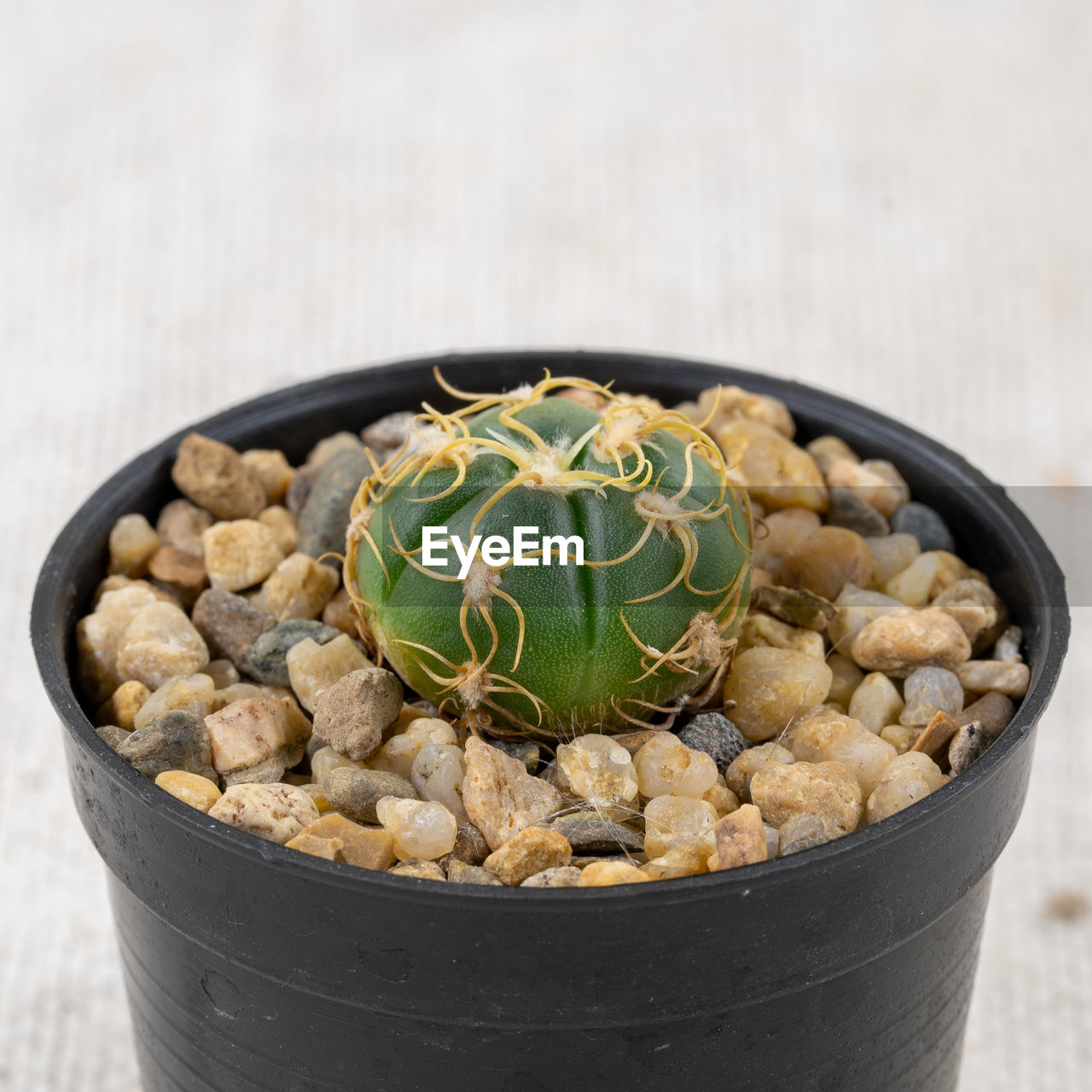 food and drink, food, plant, healthy eating, no people, nature, bowl, flowerpot, wellbeing, cactus, vegetable, freshness, produce, dish, studio shot