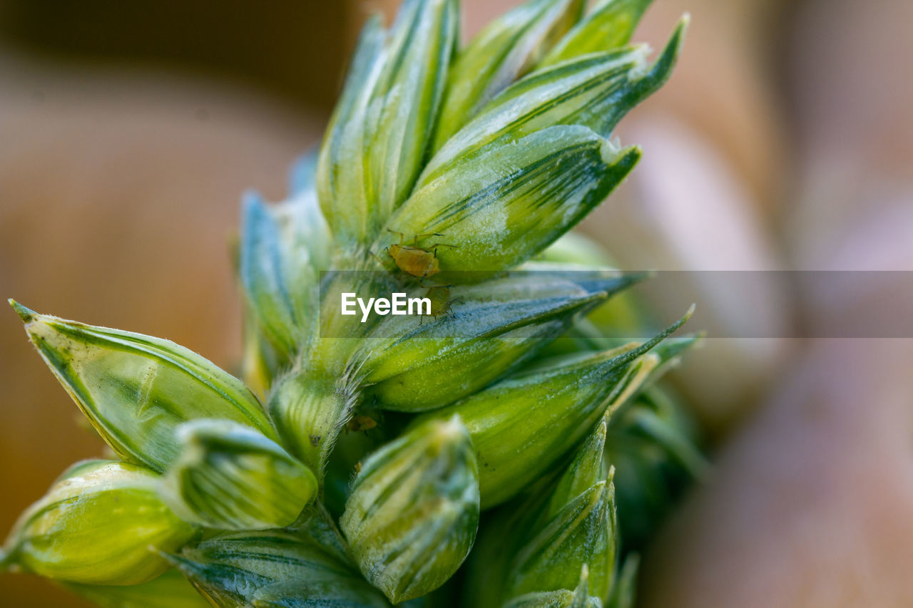 food and drink, food, green, plant, close-up, bud, freshness, herb, nature, no people, healthy eating, flower, wellbeing, macro photography, leaf, plant part, vegetable, produce, focus on foreground, agriculture, selective focus, outdoors, ingredient, organic