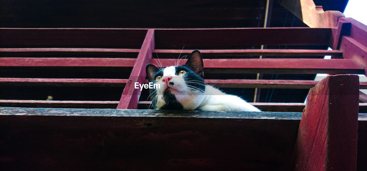 Close-up of cat sitting outdoors