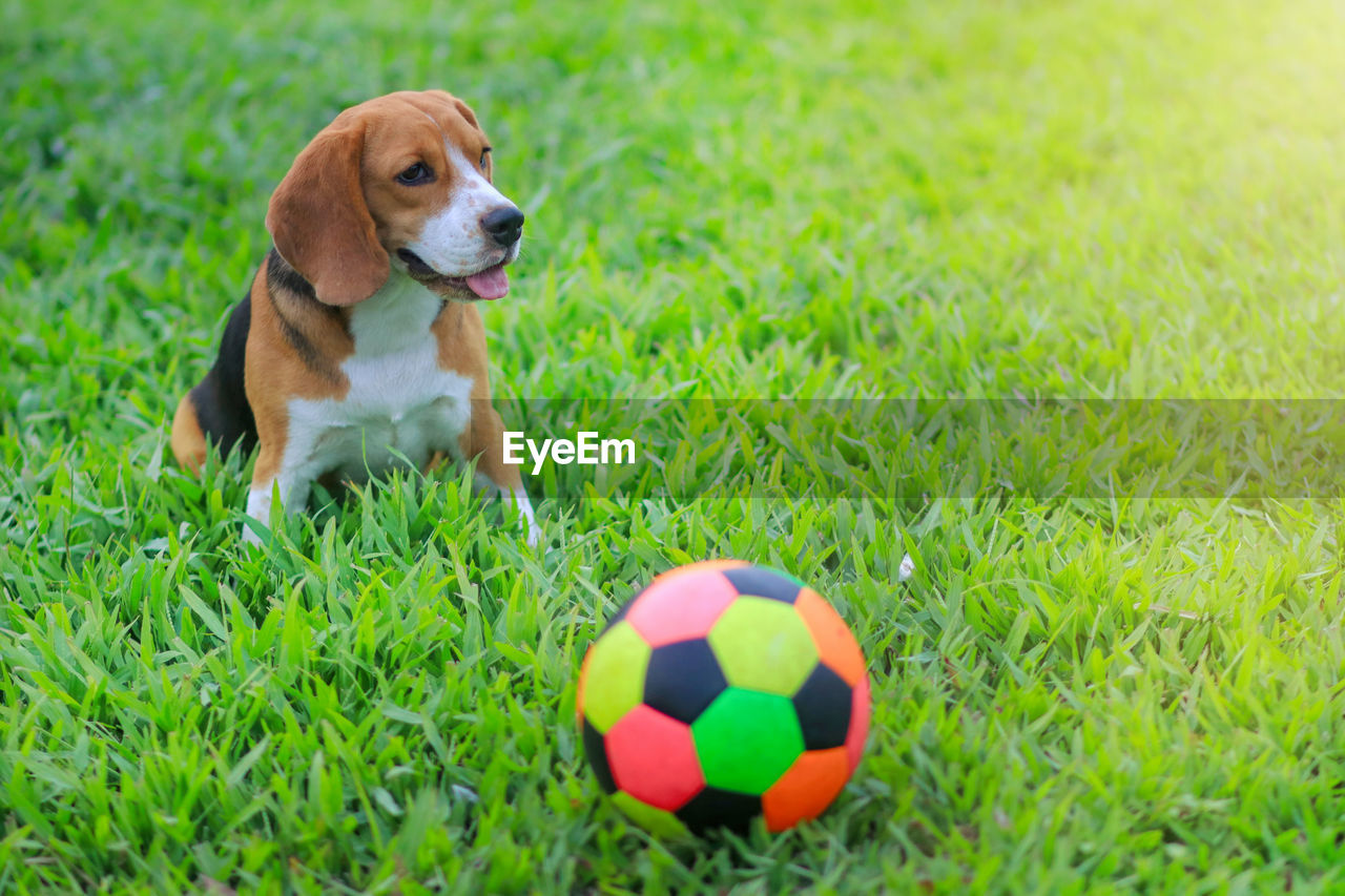 DOG RESTING ON FIELD