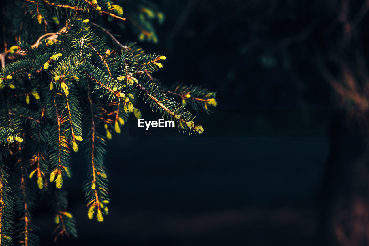 Green pine tree branches with needles and cones, background, dark low key mood