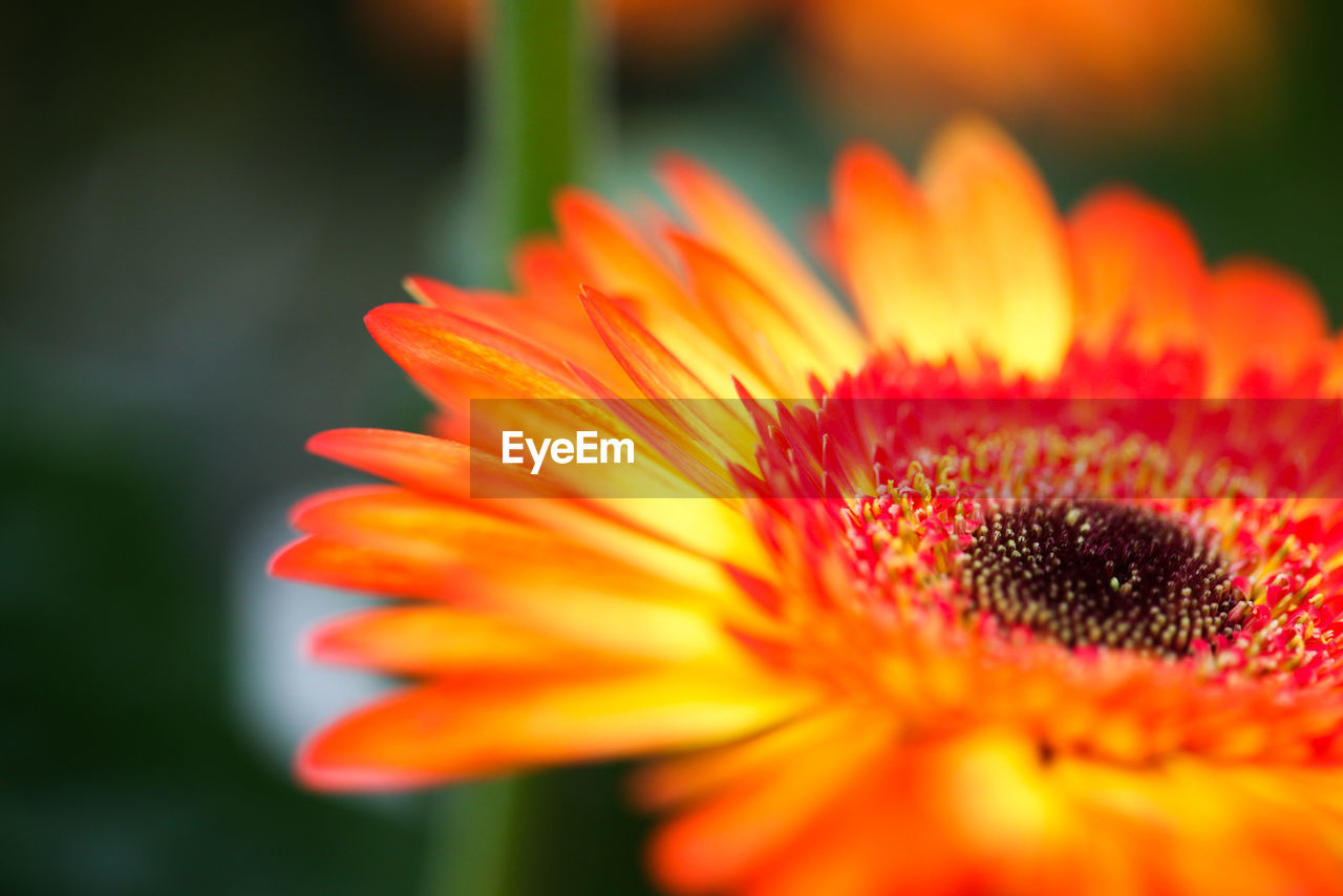 Close-up of orange flower blooming outdoors