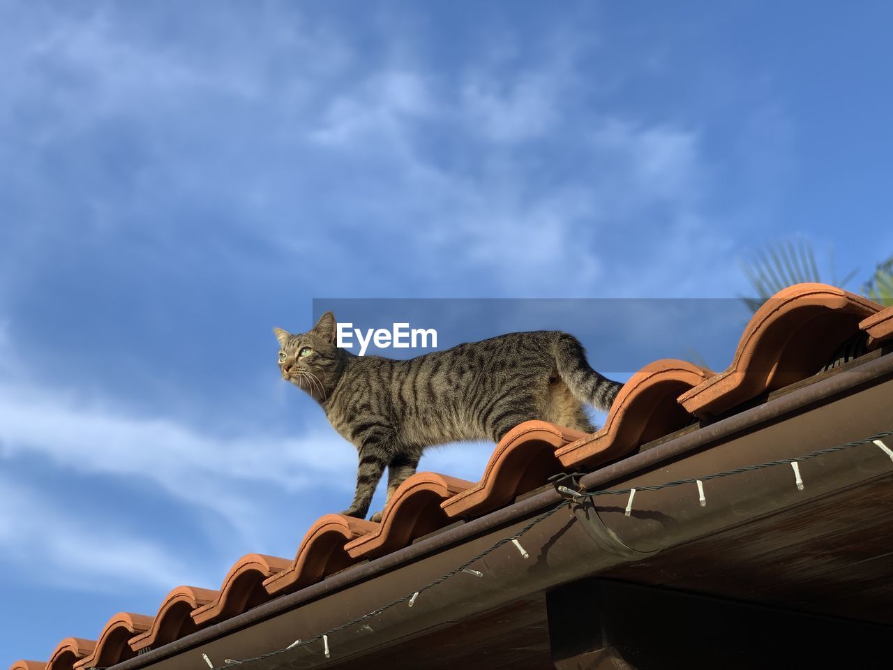 LOW ANGLE VIEW OF CAT ON ROOF AGAINST CLOUDY SKY