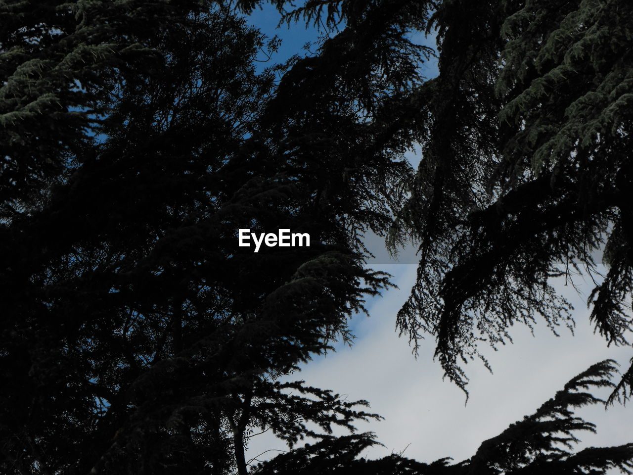 LOW ANGLE VIEW OF TREES AGAINST SKY