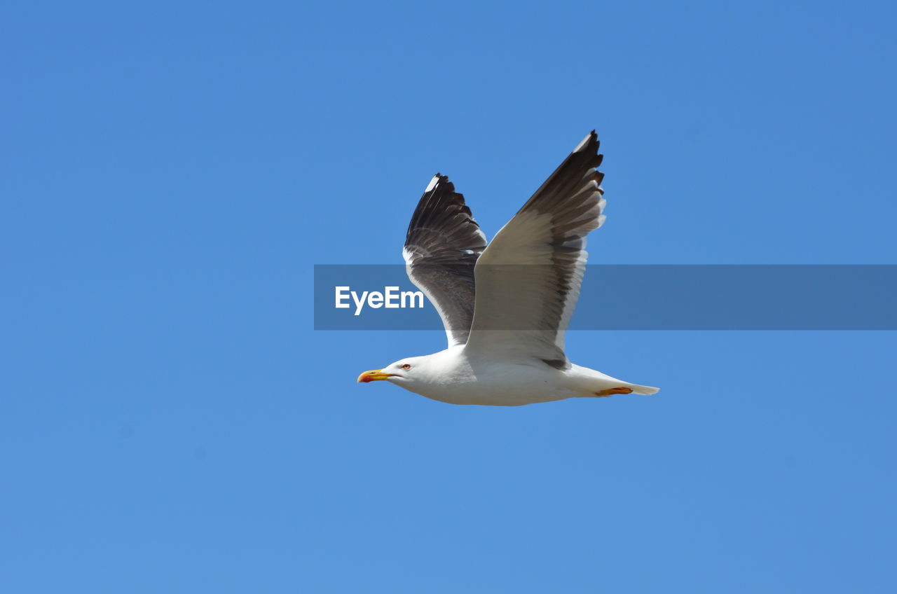 LOW ANGLE VIEW OF SEAGULL FLYING AGAINST BLUE SKY