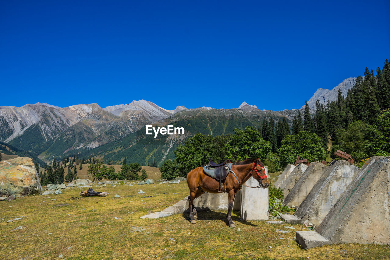 Horse standing in mountains against clear blue sky