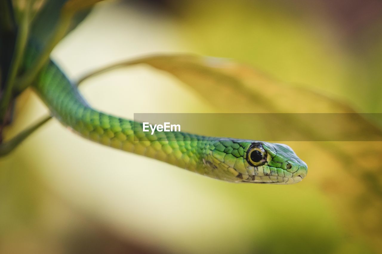 Close-up of snake on plant