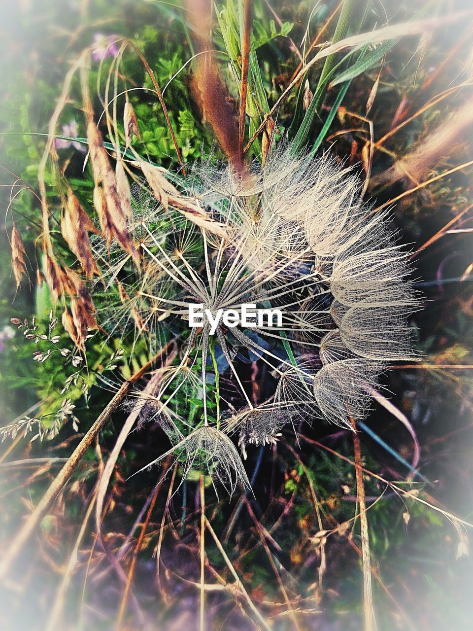 CLOSE-UP OF DANDELION ON FIELD AGAINST SKY