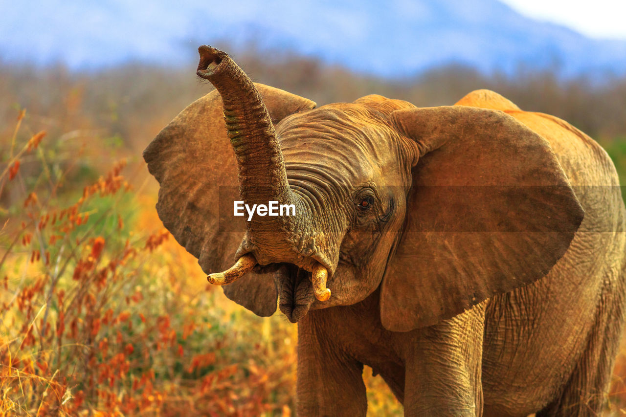 Elephant standing on field