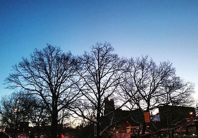 LOW ANGLE VIEW OF BARE TREES AGAINST CLEAR SKY