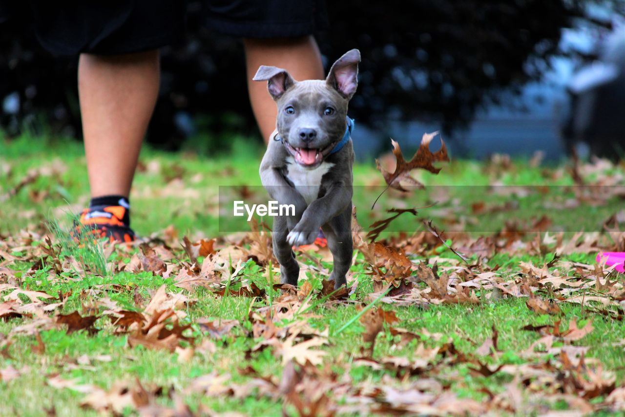 Portrait of dog running on field at back yard