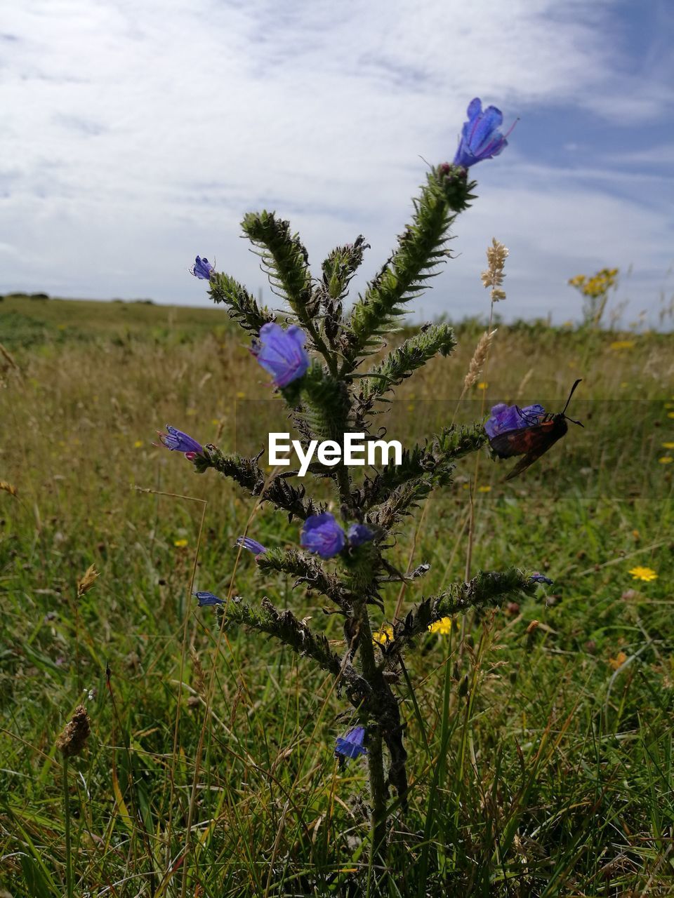 Close-up of thistle blooming on field against sky