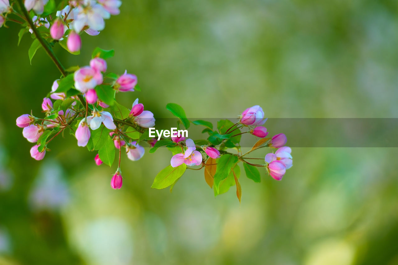 CLOSE-UP OF FRESH PINK FLOWERS BLOOMING IN PARK