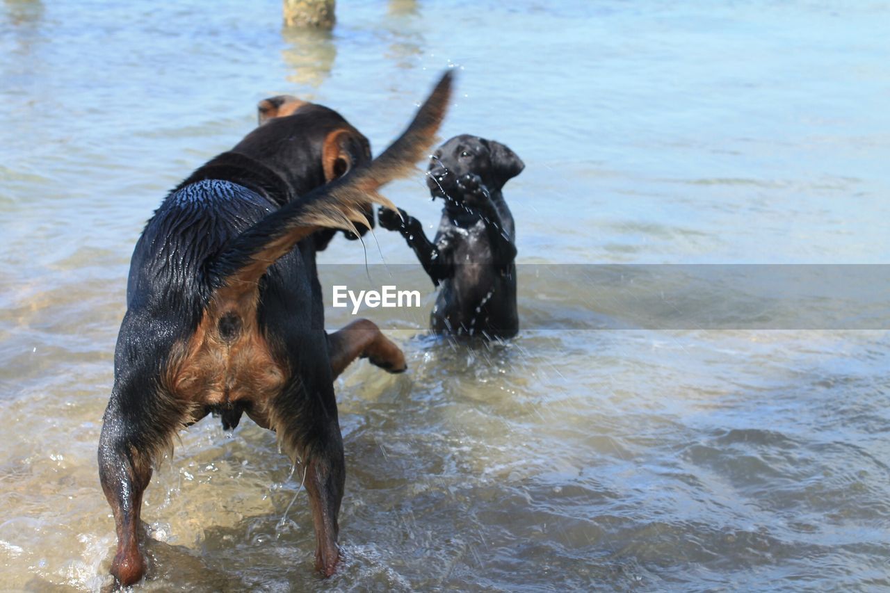 Dogs playing in water