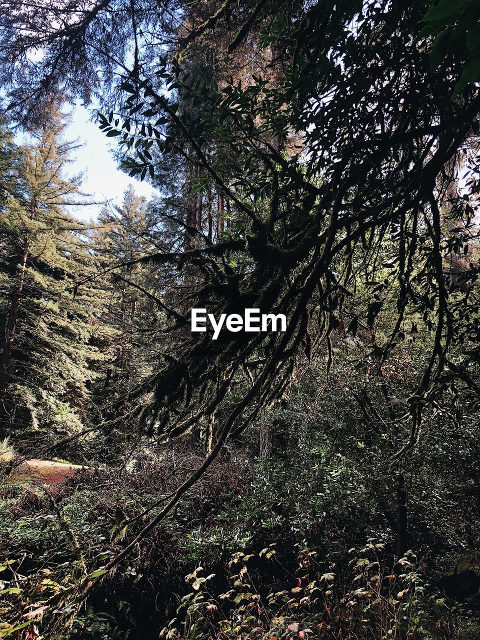 VIEW OF TREES IN FOREST