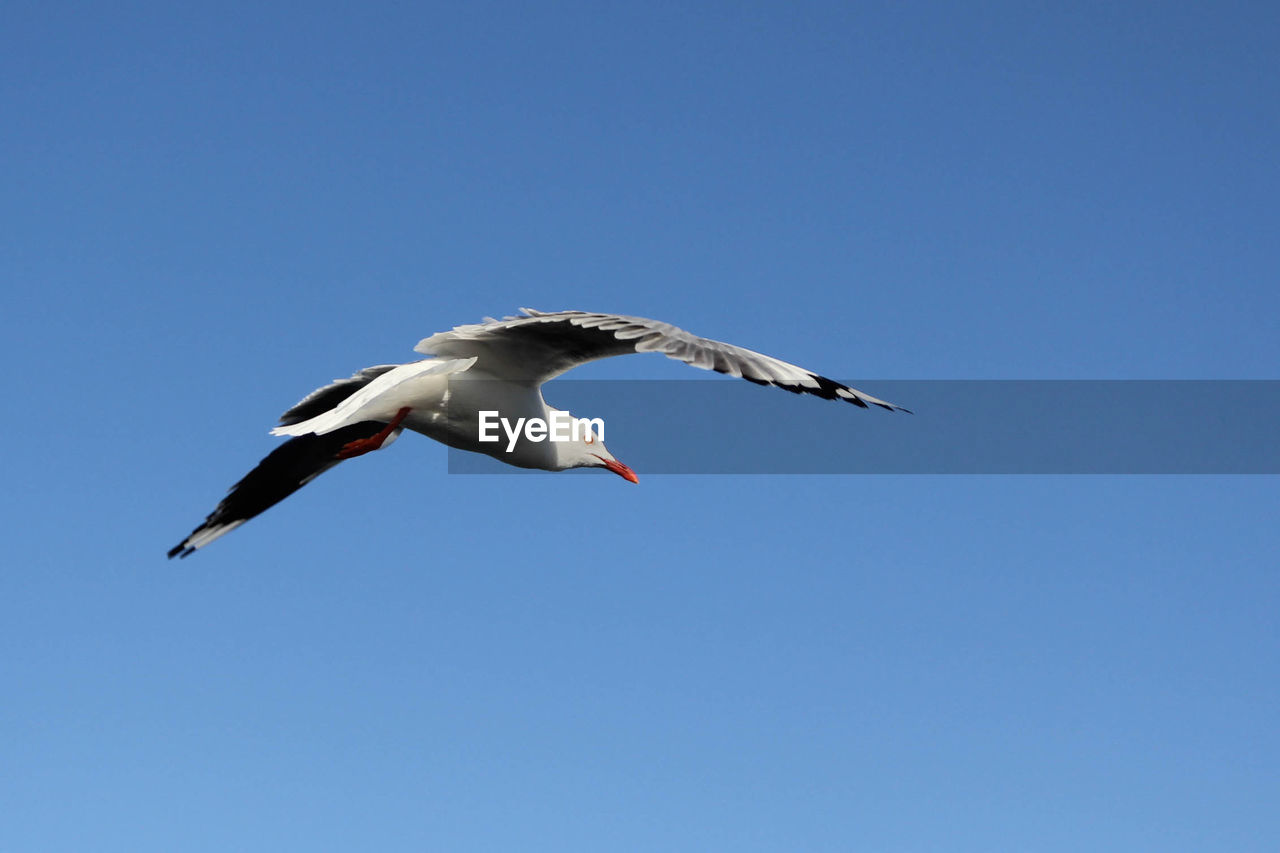 LOW ANGLE VIEW OF BIRD FLYING IN CLEAR SKY