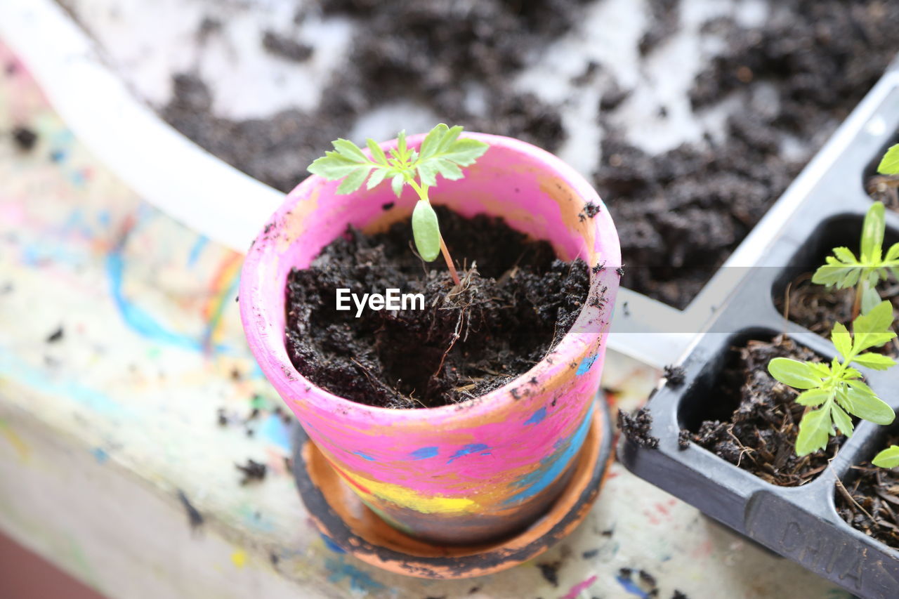 HIGH ANGLE VIEW OF POTTED PLANT OUTDOORS