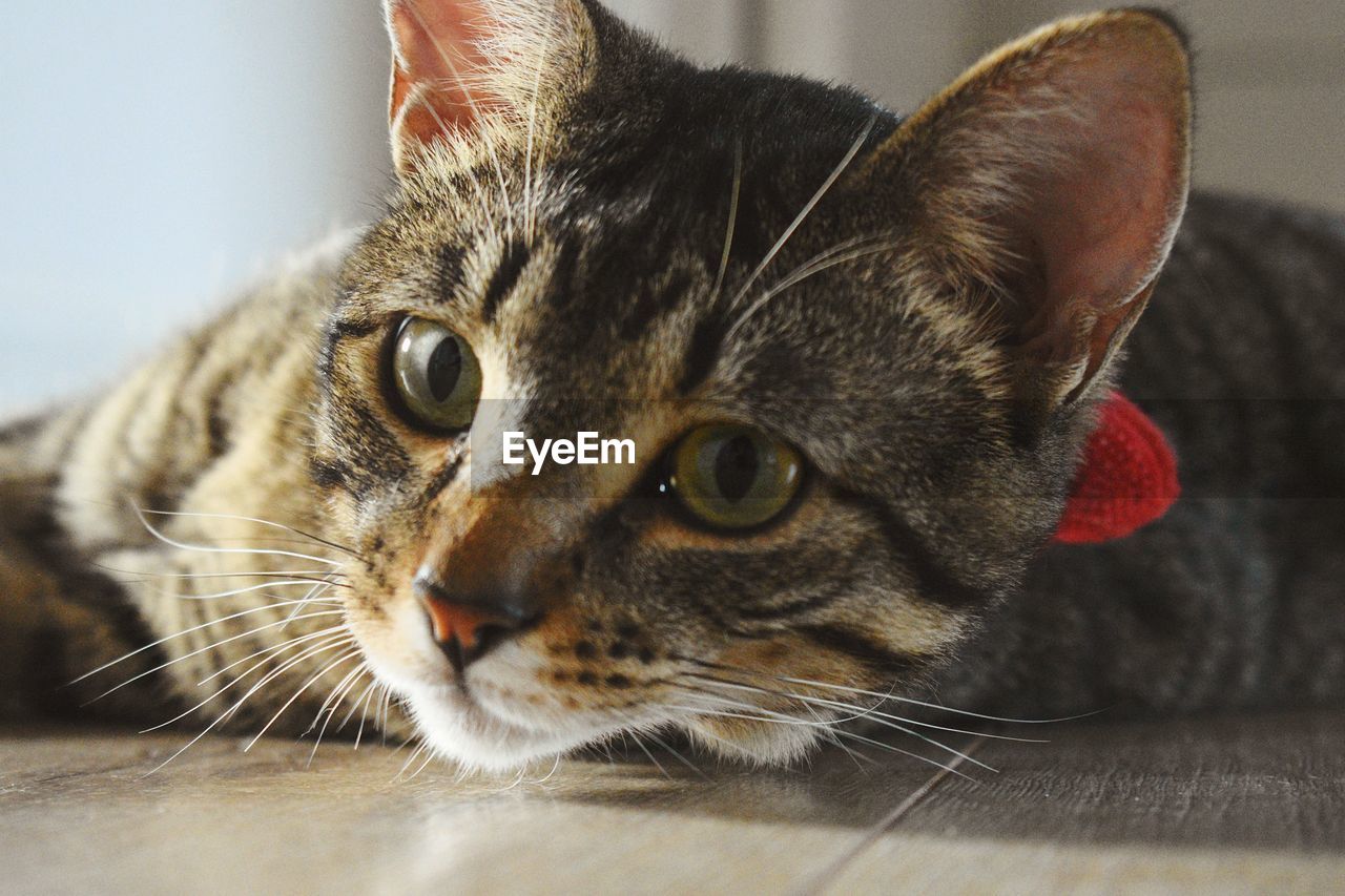 Close-up portrait of a cat