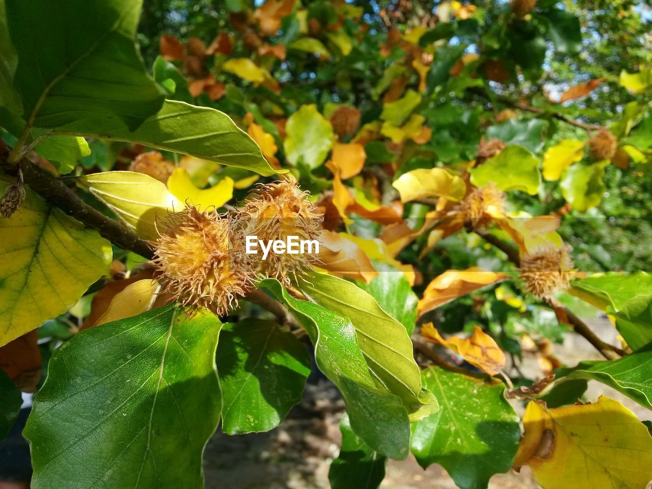 CLOSE-UP OF YELLOW FLOWER