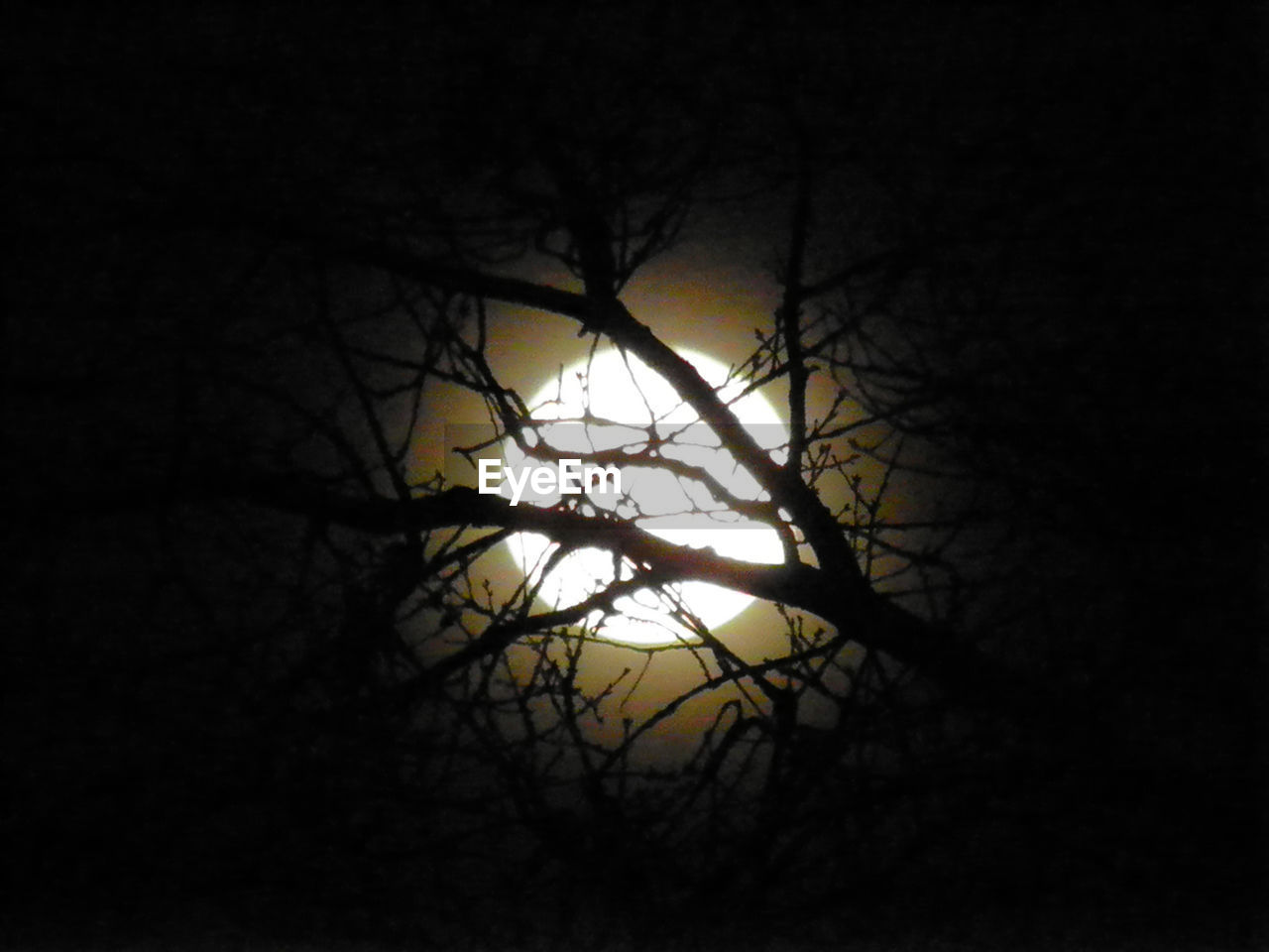 LOW ANGLE VIEW OF SILHOUETTE TREES AGAINST SKY AT NIGHT