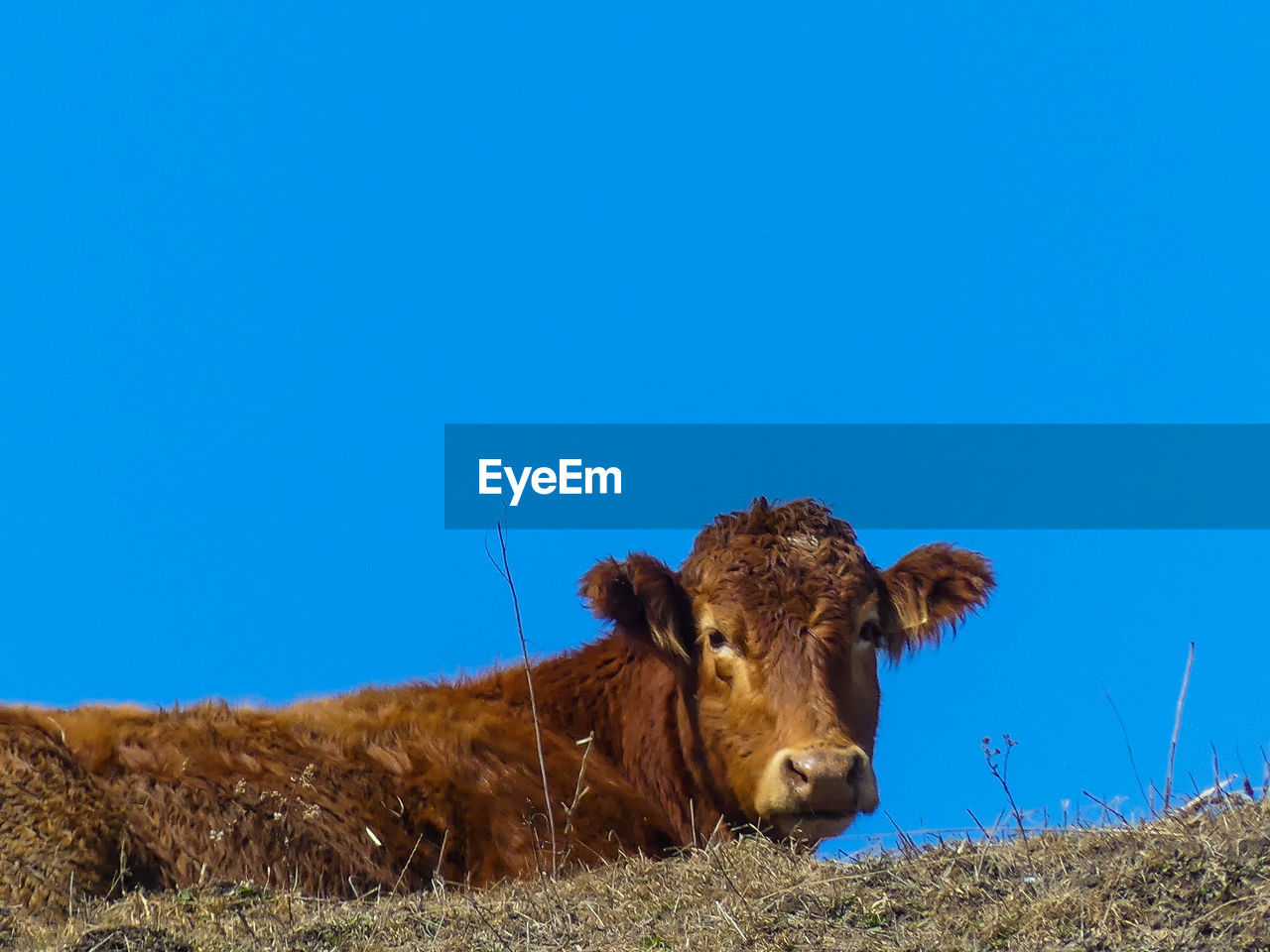 Cows on field against clear blue sky