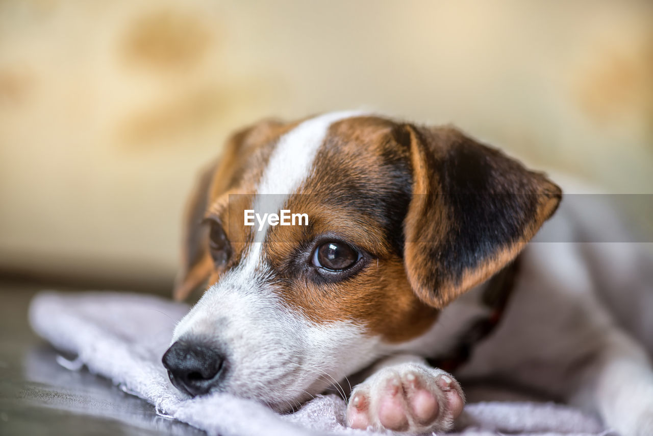DOG LOOKING AWAY