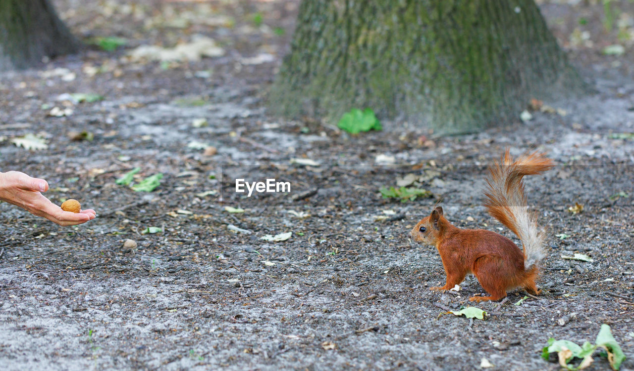 A red squirrel came for a treat in the form of a nut in a human hand. copy space.