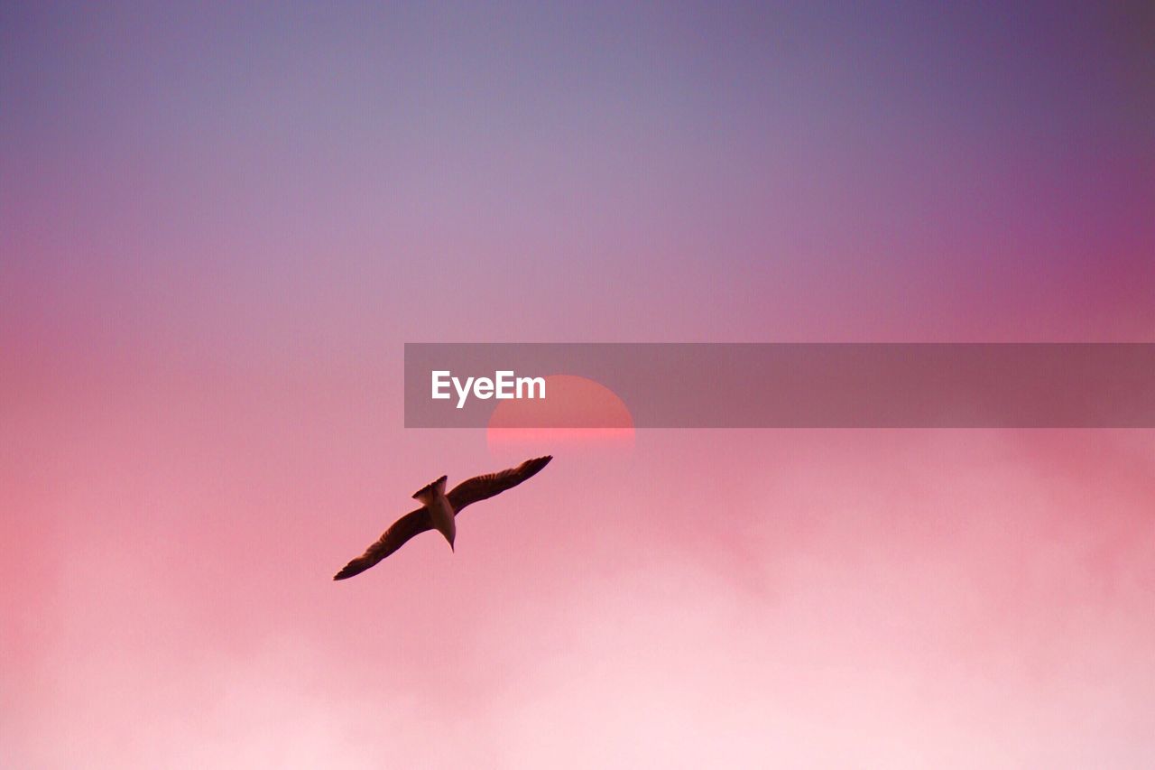 LOW ANGLE VIEW OF BIRD FLYING AGAINST BLUE SKY