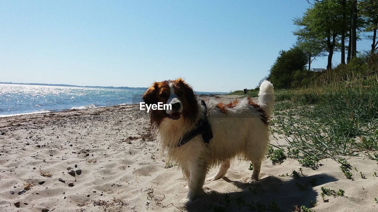 Dog on beach against clear blue sky