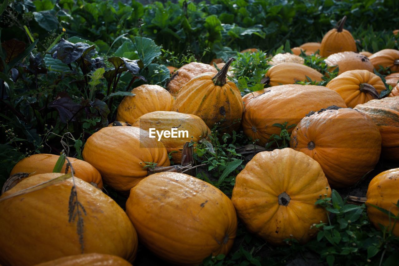 Close-up of pumpkins in field