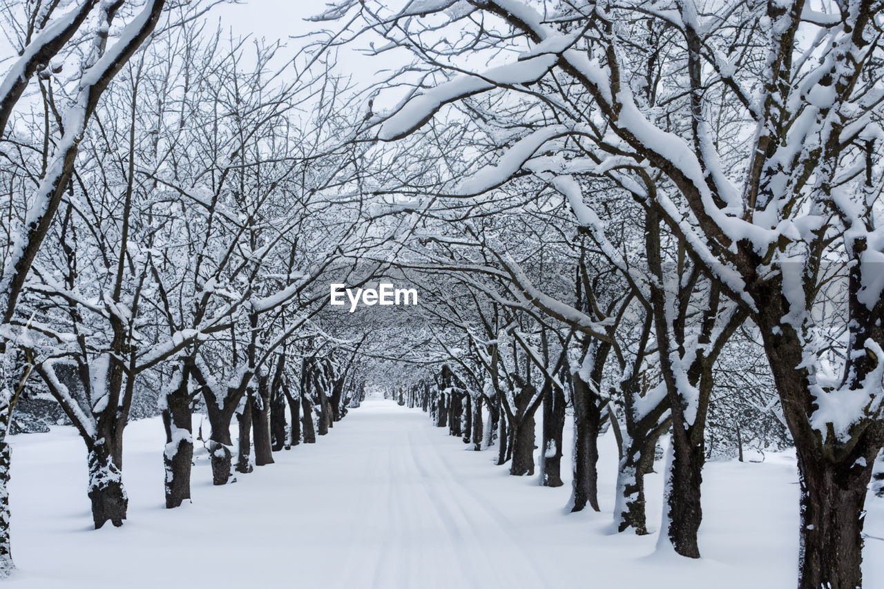 bare trees on snow covered field