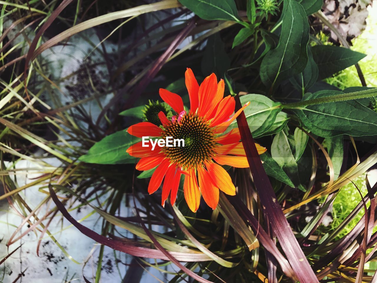 Close-up of flower blooming outdoors