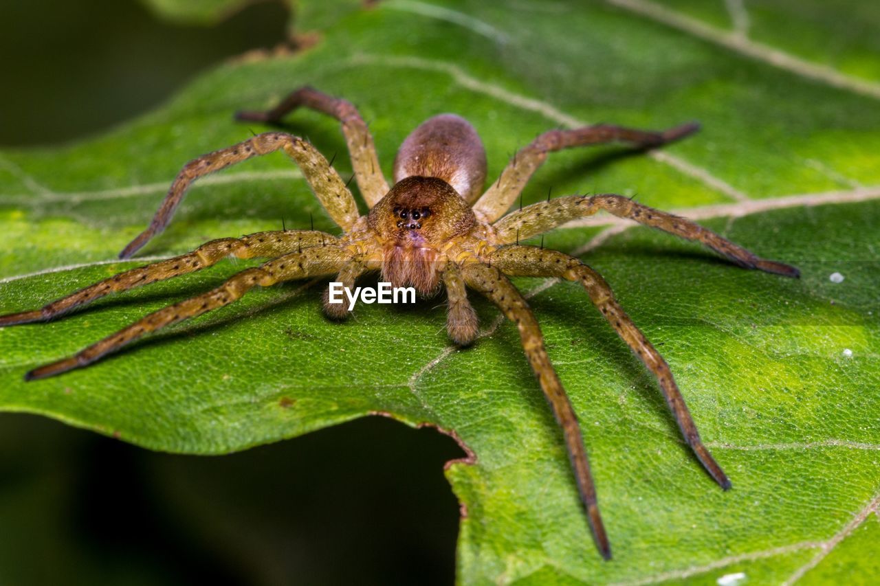 CLOSE-UP OF SPIDER ON LEAVES