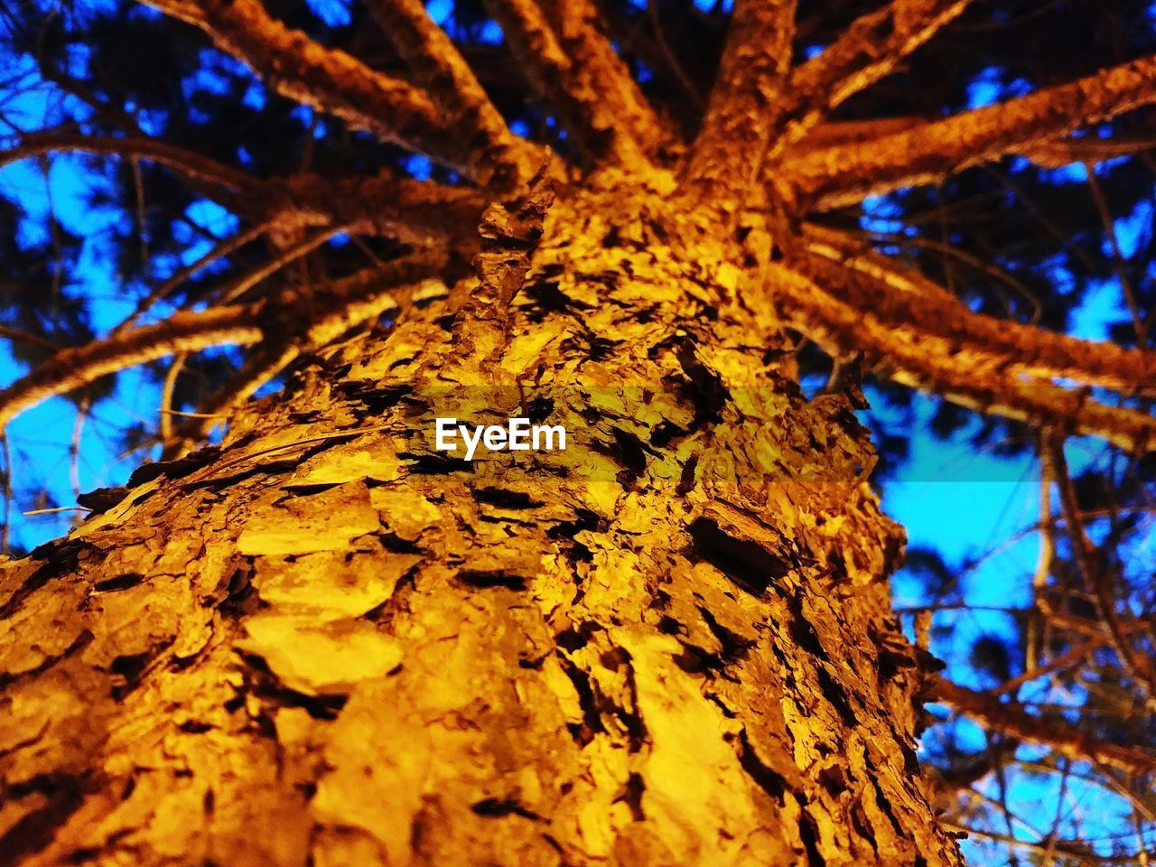 LOW ANGLE VIEW OF TREE