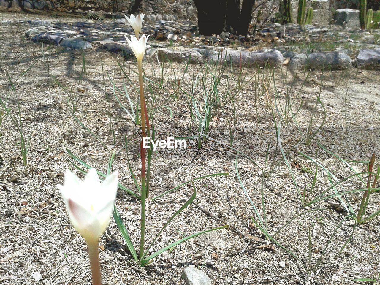 CLOSE-UP OF WHITE FLOWERS