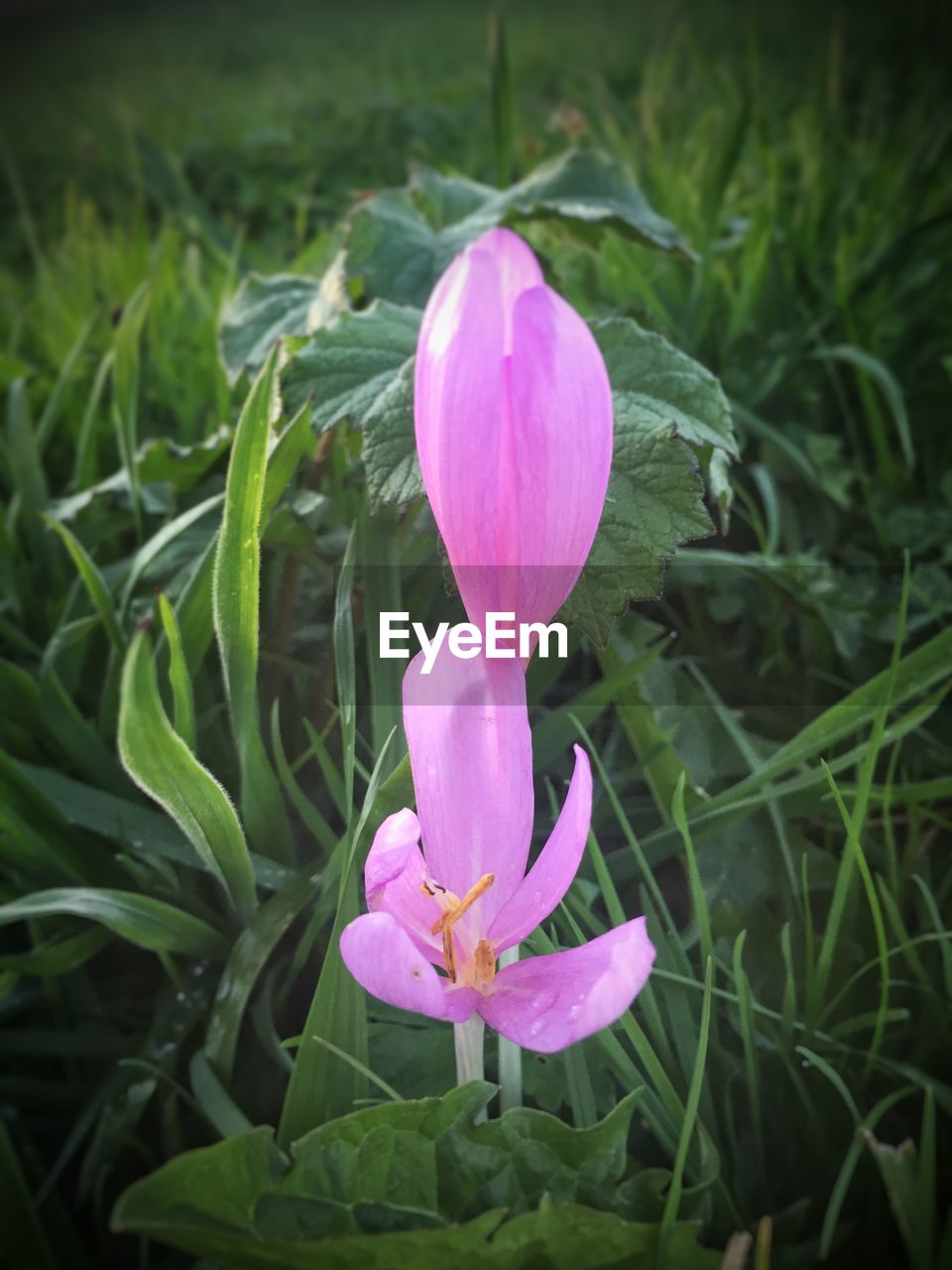 Close-up of pink flower blooming outdoors