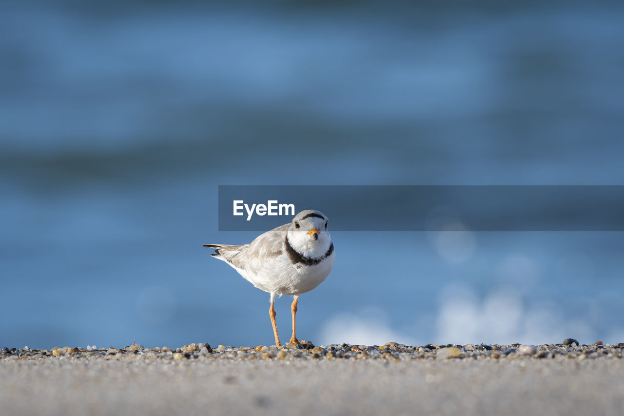 CLOSE-UP OF SEAGULL PERCHING ON A LAND