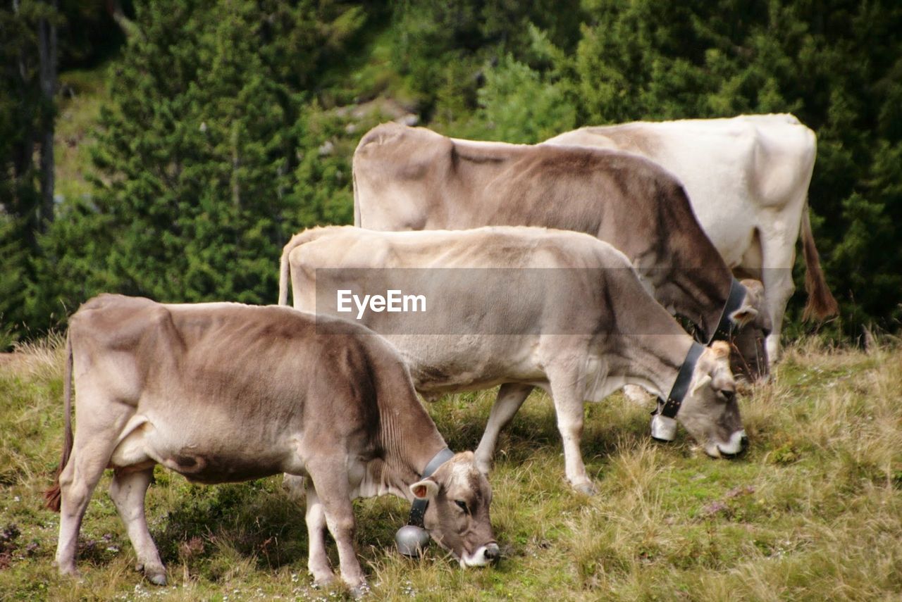 Cows grazing on field