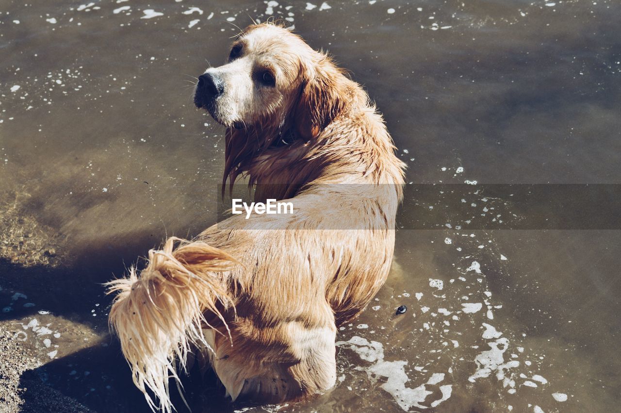 High angle view of golden retriever in lake