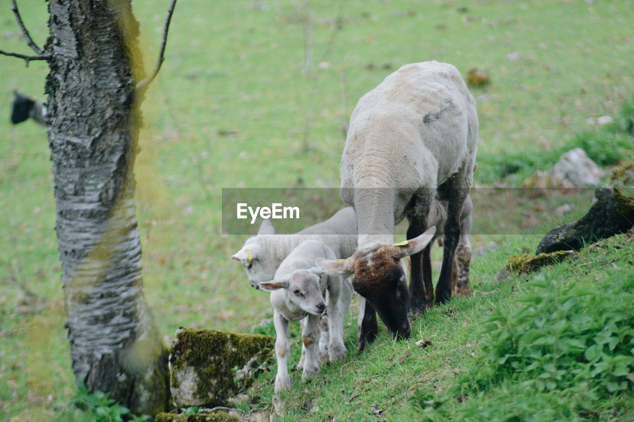 Sheep grazing on field