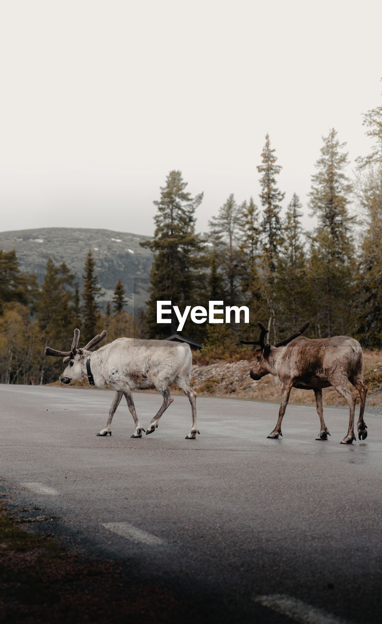 Reindeer standing on road