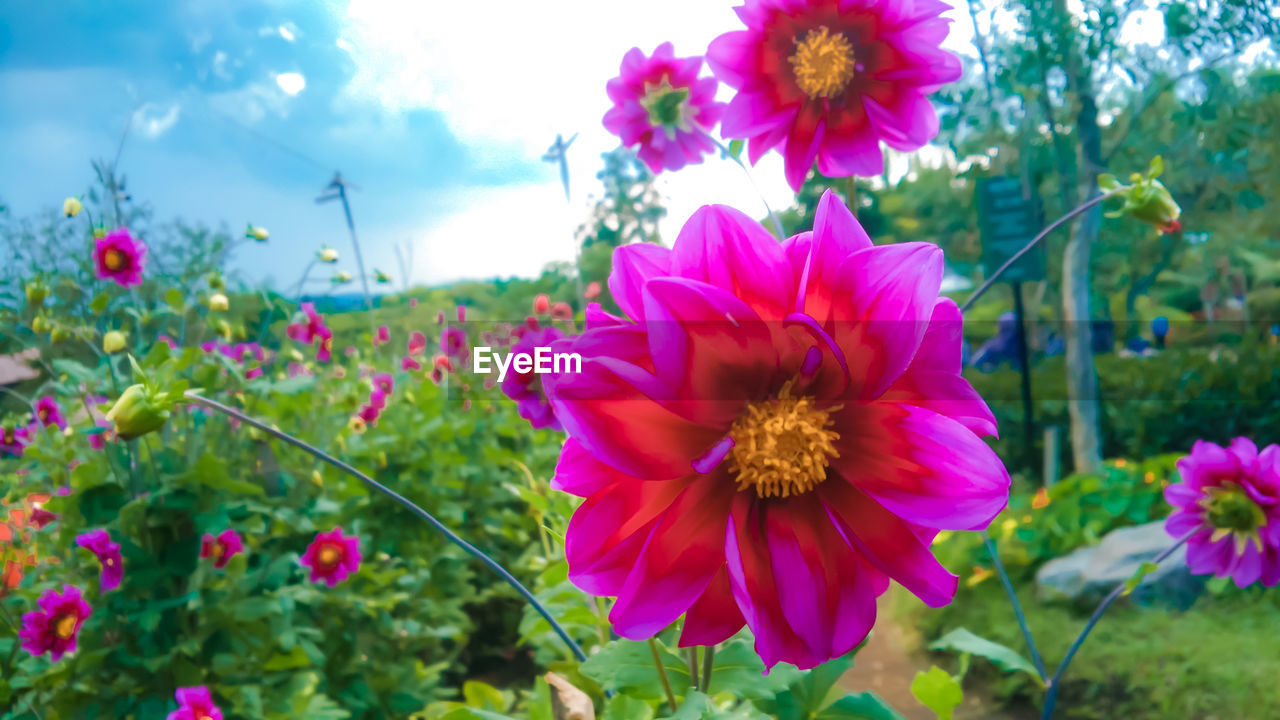 CLOSE-UP OF PINK FLOWERING PLANT