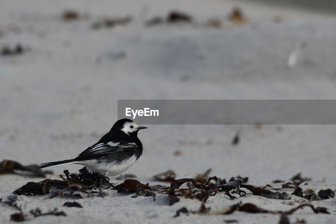 CLOSE-UP OF BIRD PERCHING ON THE LAND