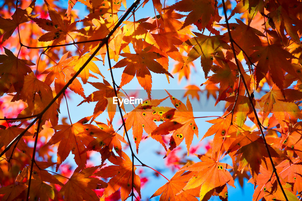 Low angle view of maple leaves during autumn