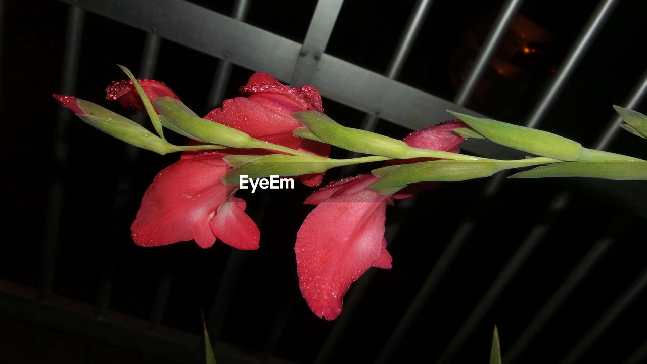 CLOSE-UP OF RED FLOWER AND PLANT