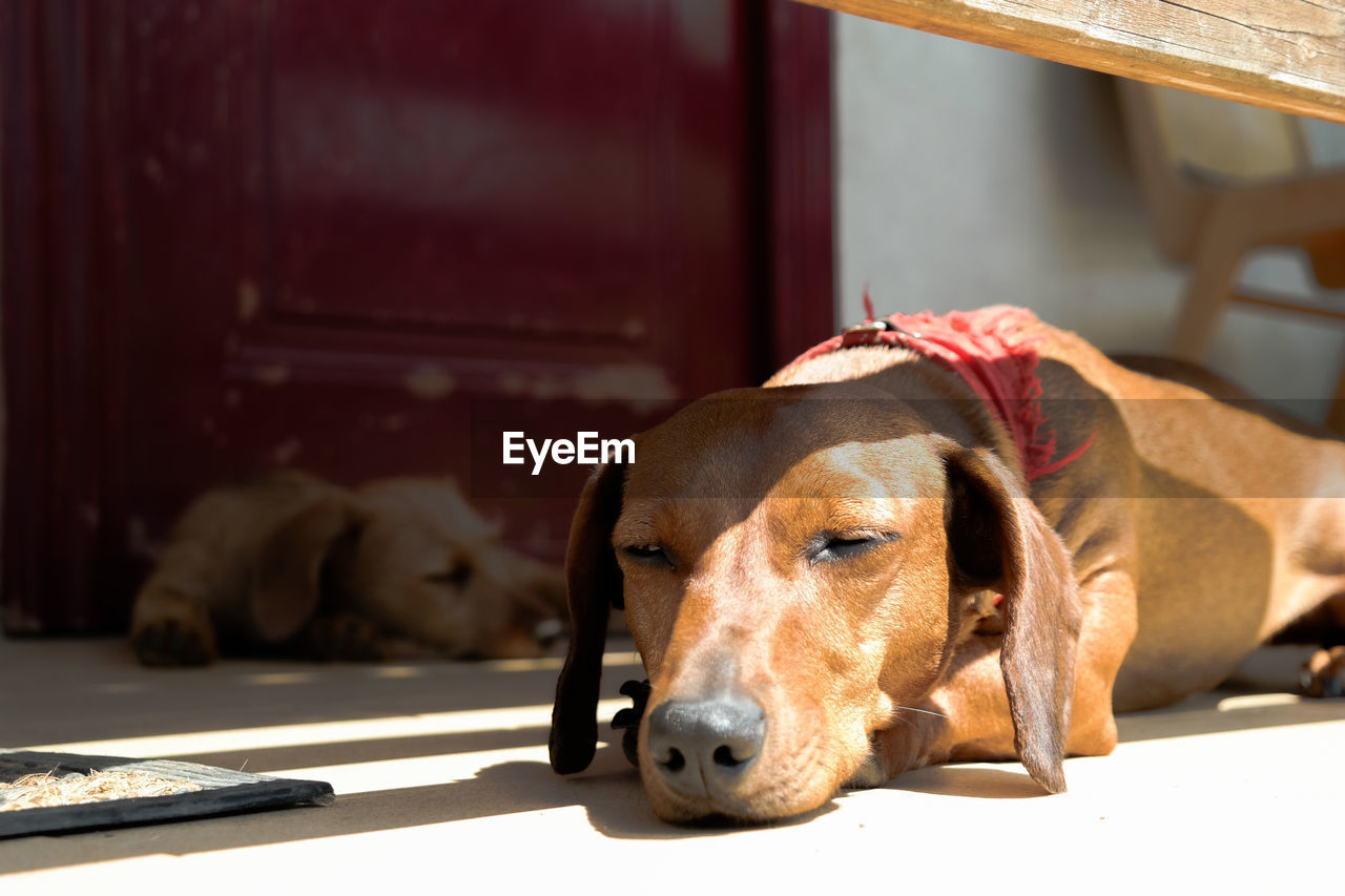 Dogs relaxing outside house during sunny day