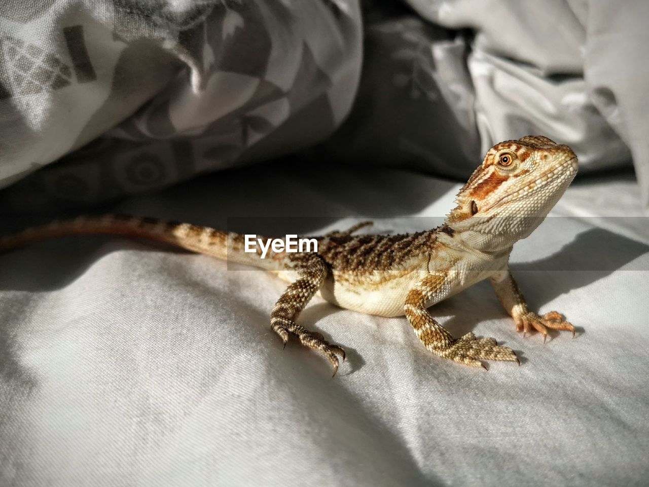 Close-up of lizard on bed