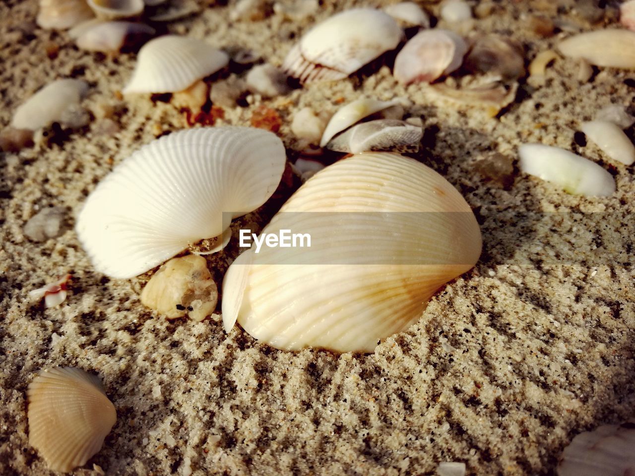 CLOSE-UP OF SEASHELLS ON MUSHROOMS